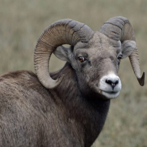 Help Stop the Spread of Disease to Wild Sheep