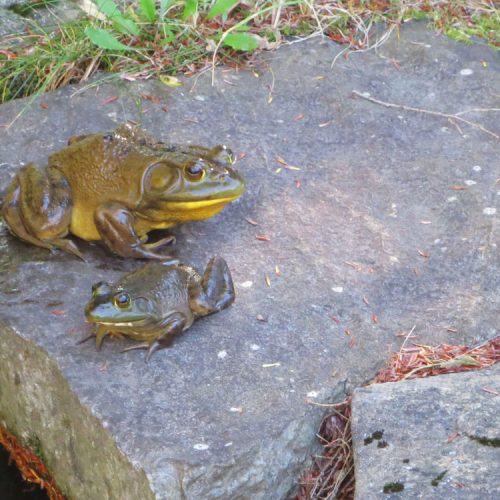 Report Bullfrogs and Learn to Prevent the Spread of Aquatic Invasive Species in the Central Kootenay