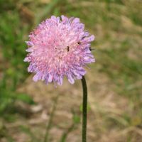 KCP stewardship - Manage Invasives - Field Scabious