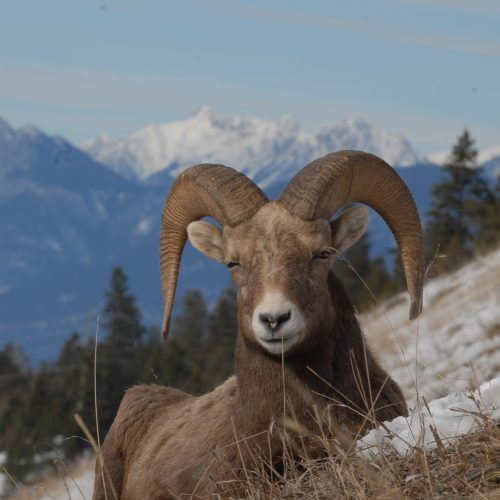 Report Sightings of Rocky Mountain Bighorn Sheep