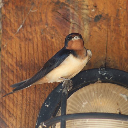 Report Swallow Sightings and Help Enhance Their Habitat on your Property