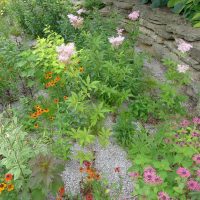 Rain_garden_(2014)