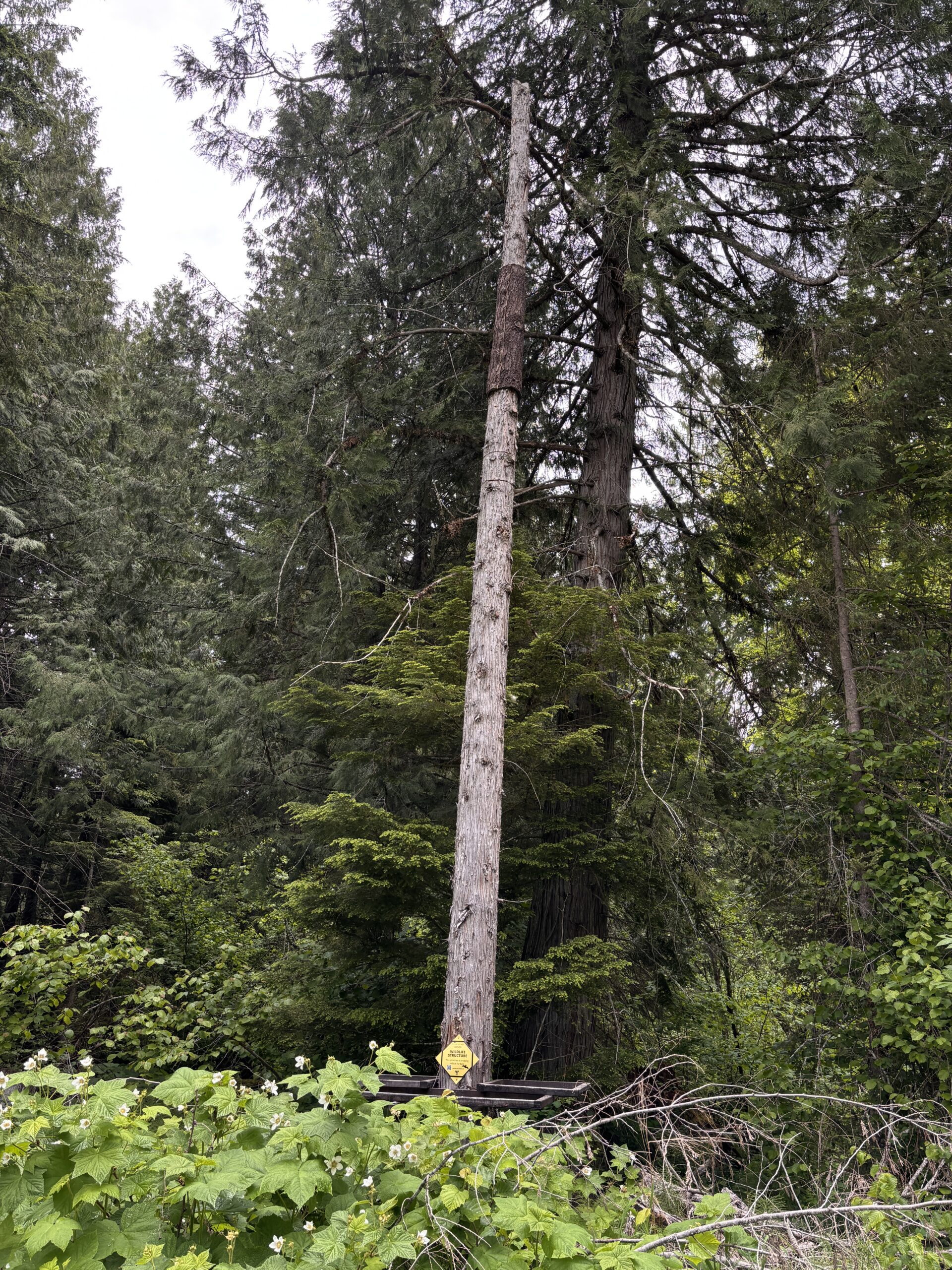 WKSC Meadow Creek Spawning Channel_BrandenBark 2