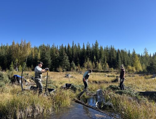 Protecting what matters: Columbia Valley Local Conservation Fund supports water and wildlife