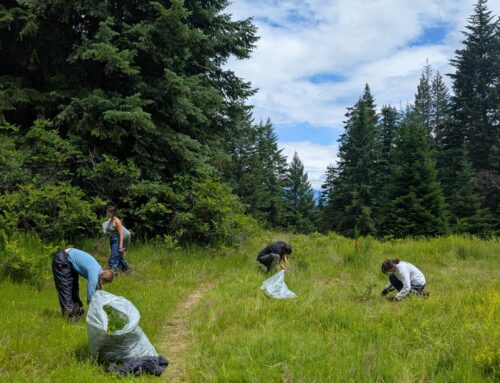 Protecting what matters: RDCK Local Conservation Fund supports water and wildlife