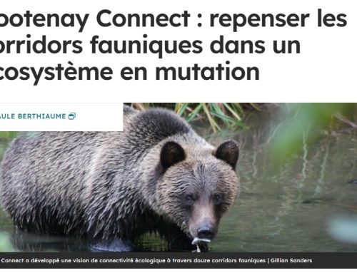 Kootenay Connect: repenser les corridors fauniques dans un écosystème en mutation